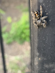 Phidippus audax