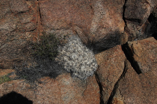 Othonna retrorsa