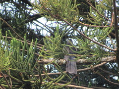 Crotophaga sulcirostris