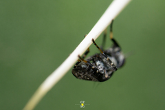 Stictomyia longicornis