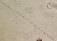 Oscillatoria redekei