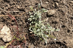 Hesperevax sparsiflora