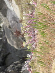 Sedum spathulifolium