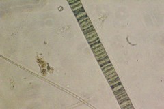 Oscillatoria redekei