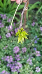 Ptelea trifoliata mollis