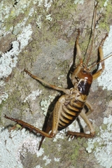 Hemideina crassidens