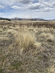 Hesperostipa comata