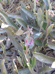 Tephrosia watsoniana