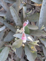 Tephrosia watsoniana