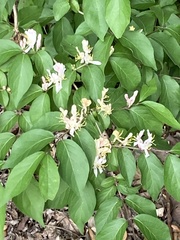 Lonicera maackii