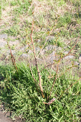 Sambucus racemosa