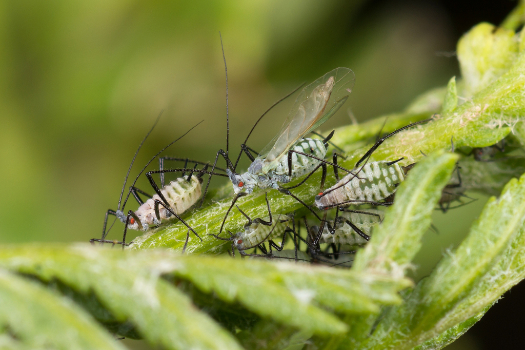 Tansy Aphid