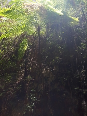 Cyathea costaricensis