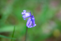 Hyacinthoides non-scripta