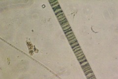 Oscillatoria redekei