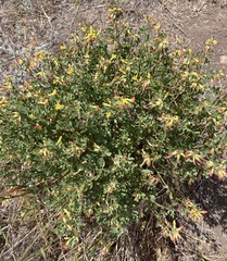 Acmispon dendroideus traskiae