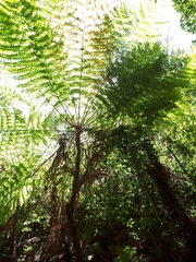 Cyathea costaricensis