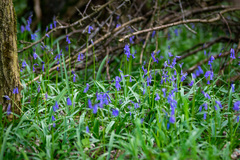 Hyacinthoides non-scripta