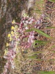 Sedum spathulifolium