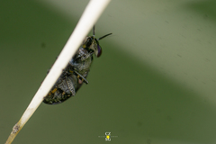 Stictomyia longicornis