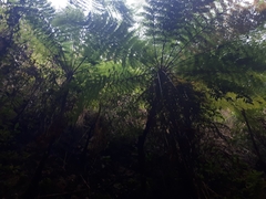 Cyathea costaricensis