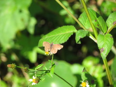 Anisochoria sublimbata