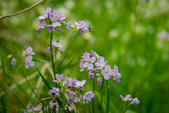 Cardamine pratensis