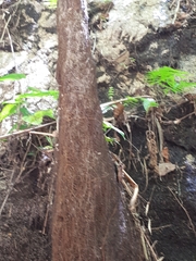 Cyathea costaricensis