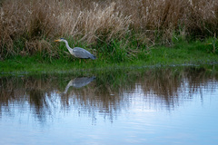 Ardea cinerea