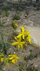 Bobartia longicyma