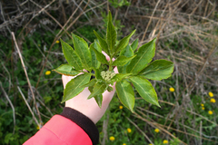 Sambucus racemosa