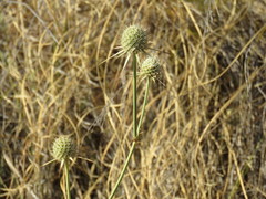 Eryngium mexiae
