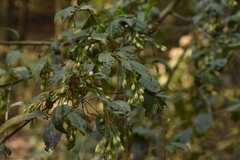Cestrum anagyris