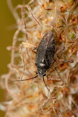 Irbisia californica