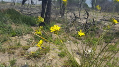 Bobartia longicyma