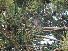 Crotophaga sulcirostris