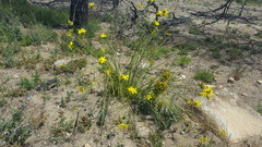 Bobartia longicyma