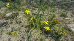 Bobartia longicyma