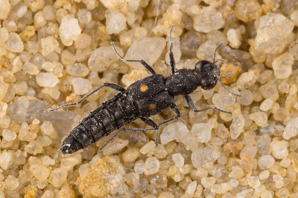 Stenus comma