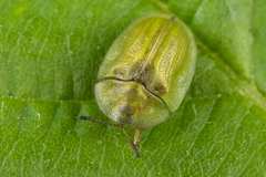 Cassida prasina