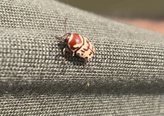 Cryptocephalus cribripennis