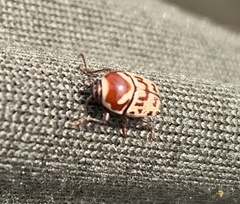 Cryptocephalus cribripennis