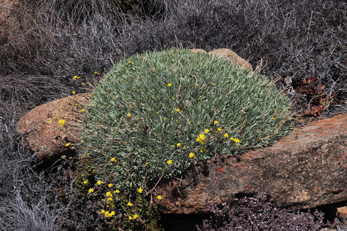 Othonna spektakelensis Compton 2