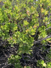Munzothamnus blairii