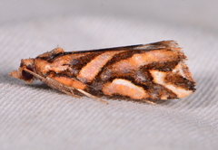 Pyrgotis plinthoglypta