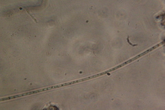 Oscillatoria redekei