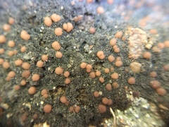 Fuscopannaria coralloidea image