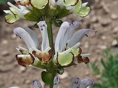 Salvia verbascifolia