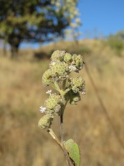 Hyptis oblongifolia
