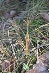 Digitaria debilis